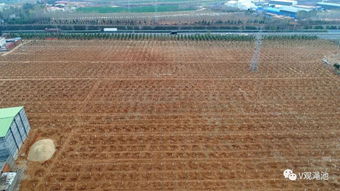 澠池國土綠化步伐堅實 十大林業(yè)精品工程亮點紛呈